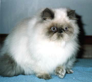 A Blue Point Himalayan on a chair