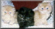 Keepsakes First Litter