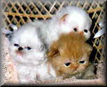 Wee Loves first litter