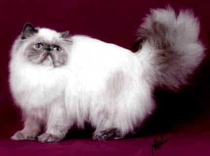 Beatiful Blue Point Himalayan