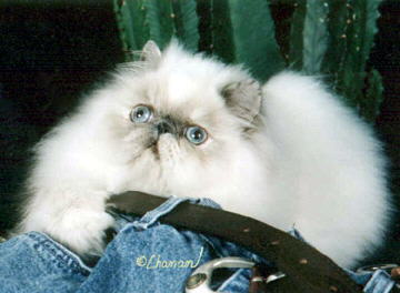 Beautiful Blue Point Himalayan