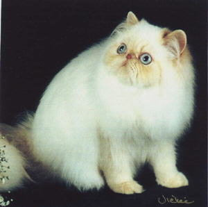 Beautiful Cream Point Himalayan