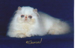 Beatiful Flame Point Himalayan