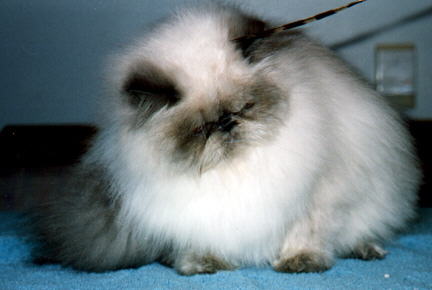 A Blue Point Himalayan on a chair