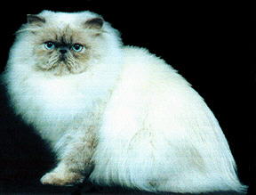 Beautiful Seal Point Himalayan