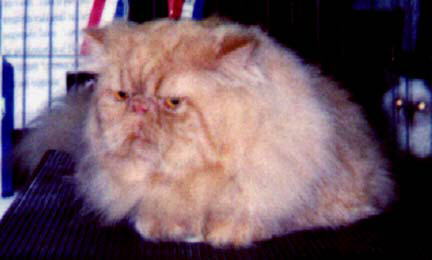 Fuzzy Red Persian