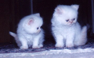 Pet Quality Cream Point Himalayan Males