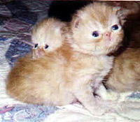 3 Kittens, 2 red persian cpc, and one tortoiseshell persian cpc