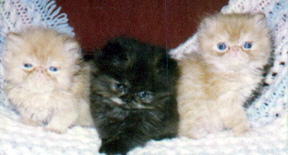 3 Kittens, 2 red persian cpc, and one tortoiseshell persian cpc