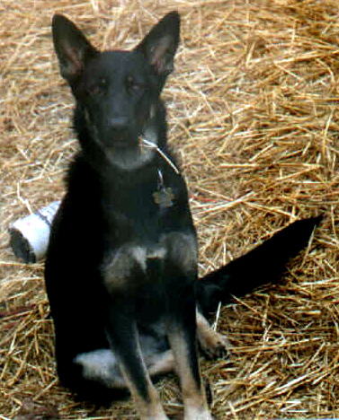 Black and tan Shepherd.