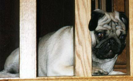 A cute little dog peeking through the railing on the stairs.