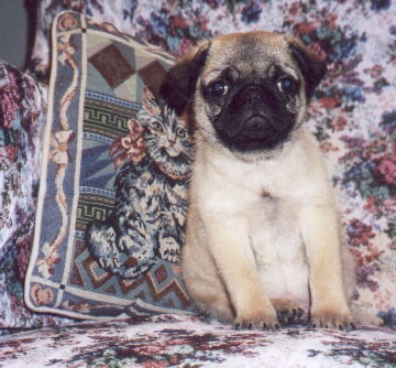 Fawn Colored Pug Puppy