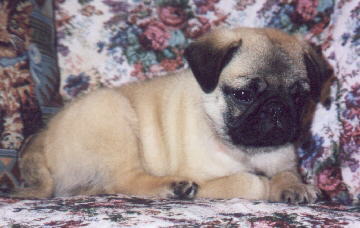 Fawn Colored Pug Puppy