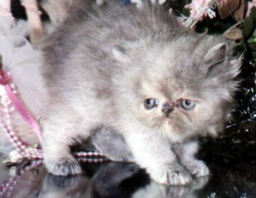 Blue Cream CPC Persian Female