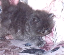 Blue CPC Persian Male