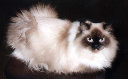 Seal Point Cat on a TV Tray