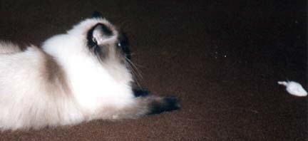 Seal Point Cat on the floor looking at a toy mouse.