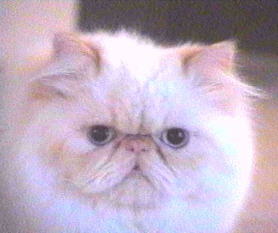 A Flame Point Himalayan Male