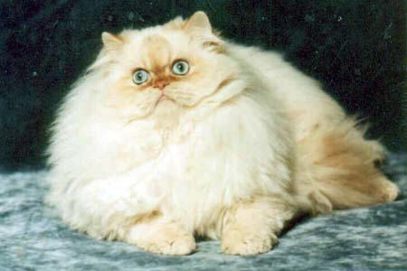 Chubby, Beautiful Flame Point Himalayan