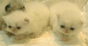 2 2 Cream Point Himalayan Kittens