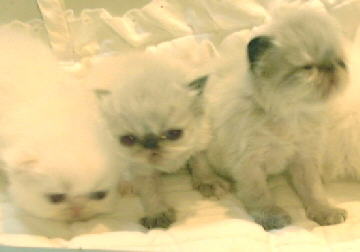 1 Cream Point and 2 Tortie  Himalayans Kittens