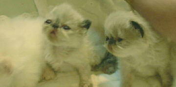 1 Cream Point Himalayan, and 2 Tortie Point Himalayan Kittens