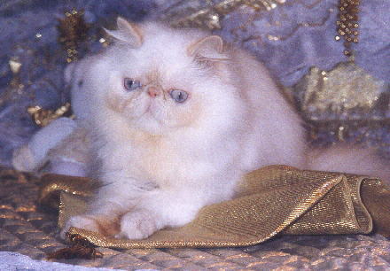 Beautiful Cream Point Himalayan