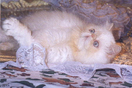 Beautiful Cream Point Himalayan