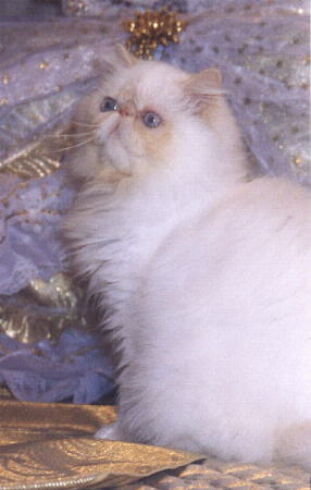 Beautiful Cream Point Himalayan