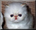 Flame Point Himalayan Kitten