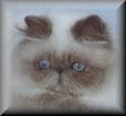 Blue Point Himalayan