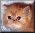 Red Persian CPC