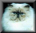 Blue Cream Point Himalayan