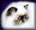 Tortie Point Himalayan