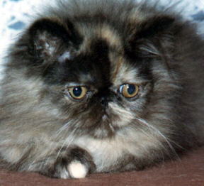 Beautiful Tortioseshell Persian Cat