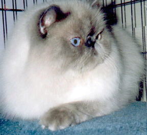 A Beautiful Blue Point Himalayan