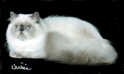 Beautiful Blue Point Himalayan