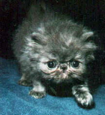 Cute Blue Cream Persian CPC