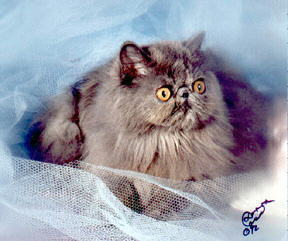 Beautiful Blue Cream Persian CPC