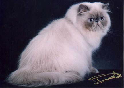 Beautiful Blue Point Himalayan Cat