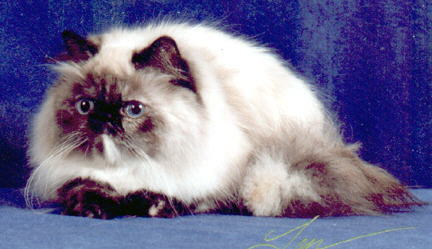 Kisses-A Tortie Point Himalayan Female