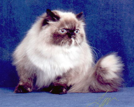 Kisses-A Tortie Point Himalayan Female