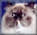 CH Katsation Kisses-Sweeter-Than-Wine, Tortie Point Himalayan Girl