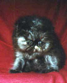 A Beautiful Tortioseshell Persian CPC Kitten