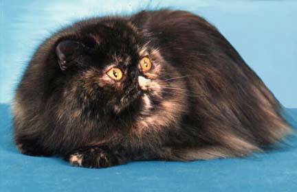 A Beautiful Tortoiseshell Persian CPC