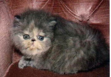 Cute Blue Cream Persian CPC