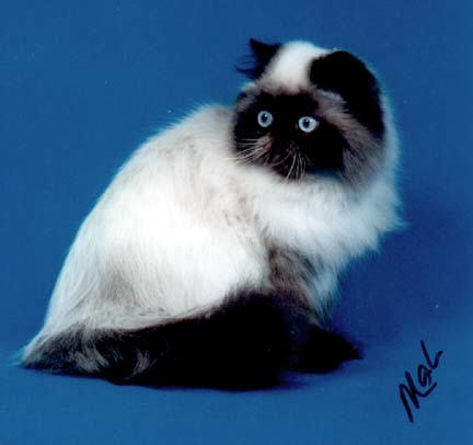 A Seal Point Himalayan Female