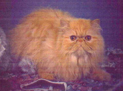 A Red Persian