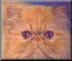 CH Kittilair's Kruizer of Katsation, Red Persian CPC Male