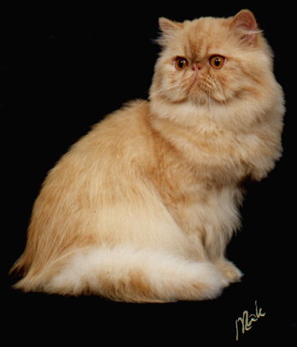 A Red Persian CPC